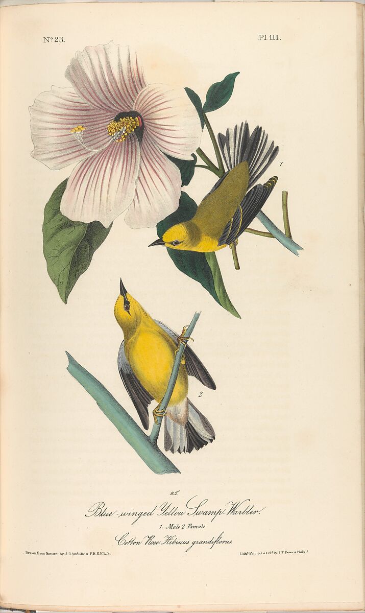 The Birds of America from Drawings Made in the United States, After John James Audubon (American (born Haiti), Les Cayes (Saint-Domingue) 1785–1851 New York), Illustrations: hand-colored lithographs