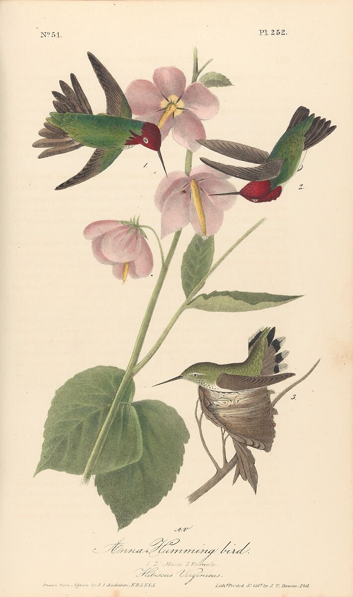 The Birds of America from Drawings Made in the United States, After John James Audubon (American (born Haiti), Les Cayes (Saint-Domingue) 1785–1851 New York), Illustrations: hand-colored lithographs
