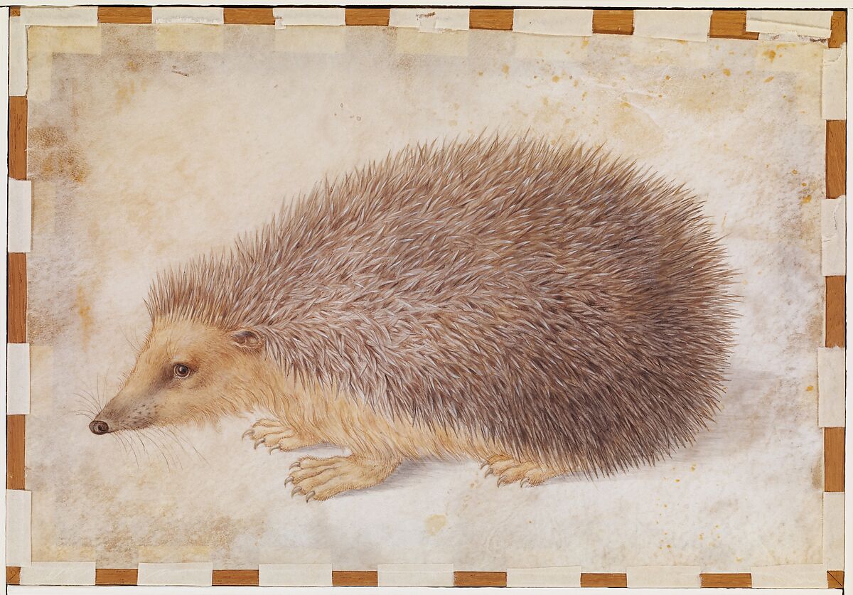 A Hedgehog (Erinaceus roumanicus), Hans Hoffmann (German, Nuremberg ca. 1545/1550–1591/1592 Prague), Watercolor and gouache