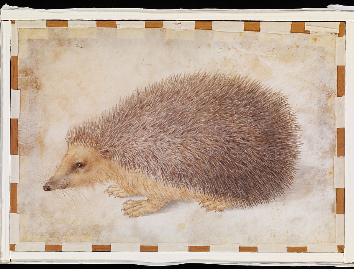 A Hedgehog (Erinaceus roumanicus), Hans Hoffmann (German, Nuremberg ca. 1545/1550–1591/1592 Prague), Watercolor and gouache