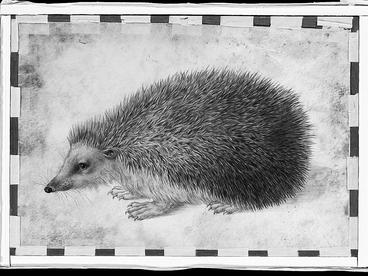 A Hedgehog (Erinaceus roumanicus), Hans Hoffmann (German, Nuremberg ca. 1545/1550–1591/1592 Prague), Watercolor and gouache