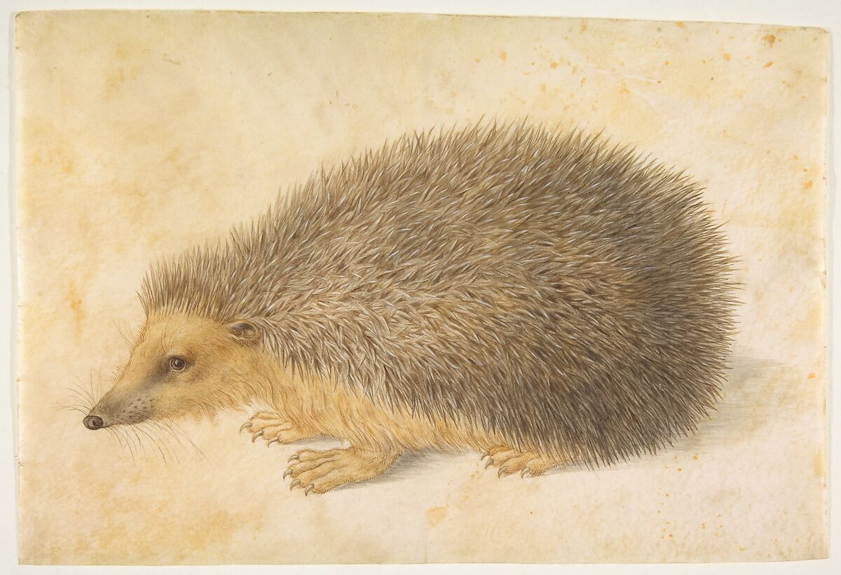 A Hedgehog (Erinaceus roumanicus), Hans Hoffmann (German, Nuremberg ca. 1545/1550–1591/1592 Prague), Watercolor and gouache 