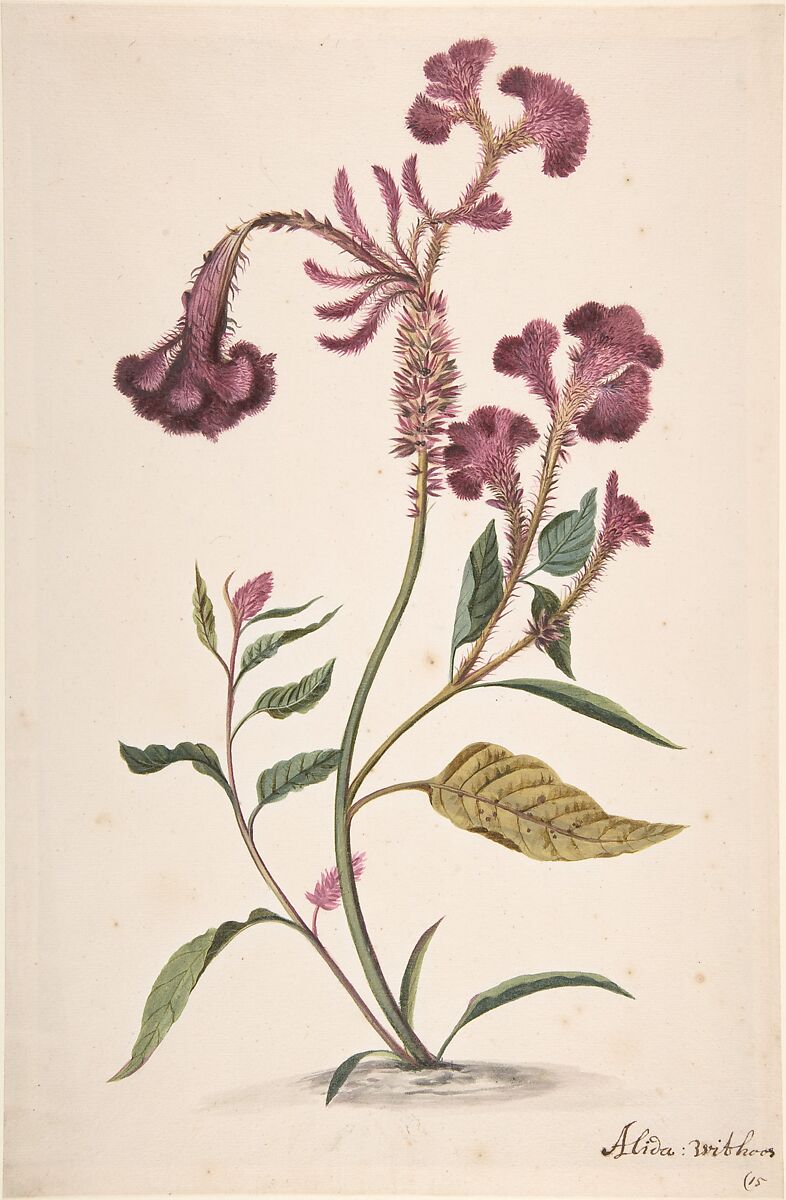 Study of a Hanekam (Celosia argentea), Alida Withoos (Dutch, Amersfoot ca. 1662–1730 Hoorn), Graphite and watercolor 