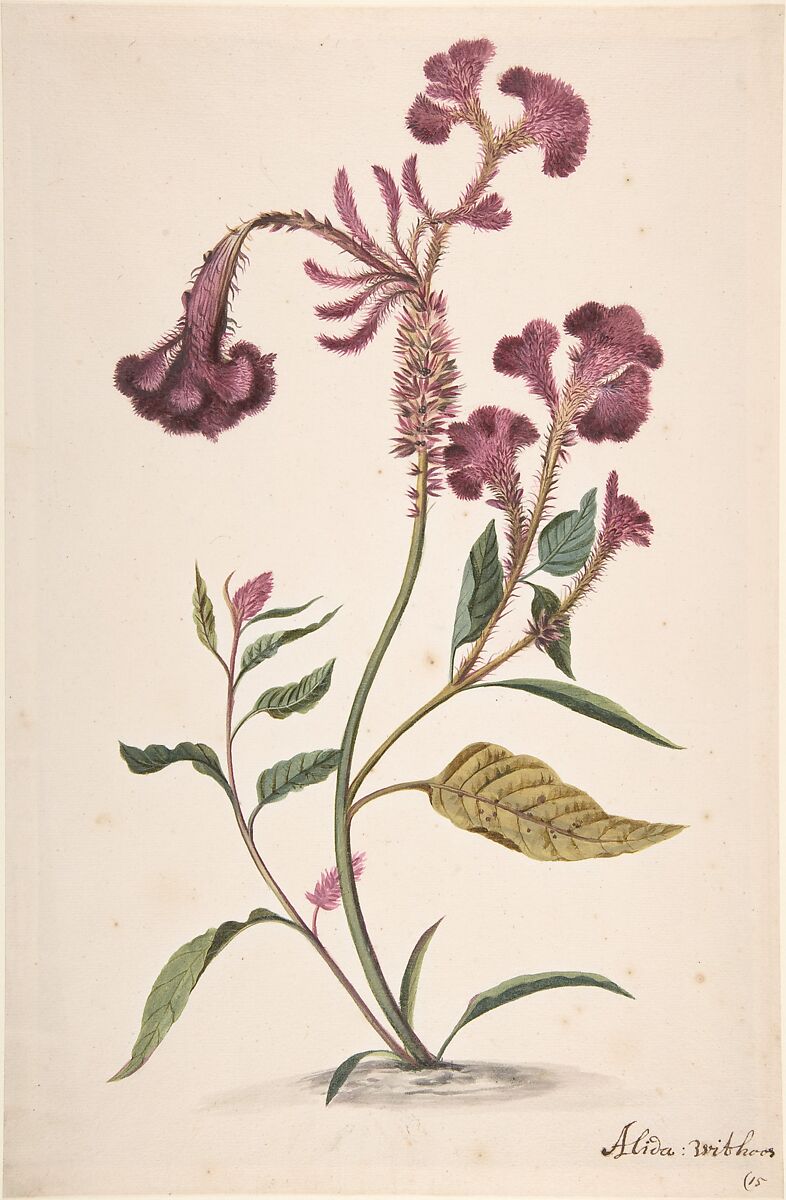 Study of a Crested Cockscomb (Celosia argentea cristata), Alida Withoos (Dutch, Amersfoot ca. 1662–1730 Hoorn), Graphite and watercolor 