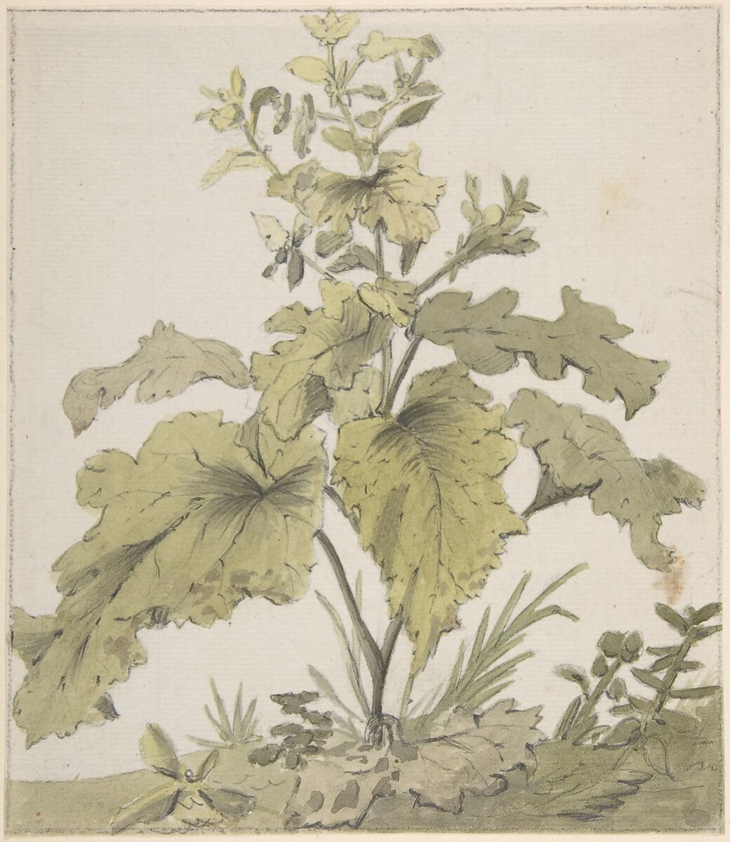 Study of a Plant, Christian Wilhelm Ernst Dietrich (German, Weimar 1712–1774 Dresden), Watercolor over graphite; framing lines in graphite 