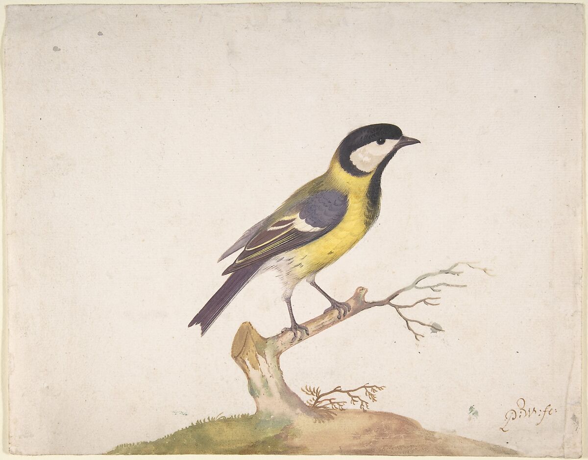 A Great Titmouse (Parus major) Perched on a Branch, Pieter Withoos (Dutch, 1654–1693), Watercolour, bodycolour 