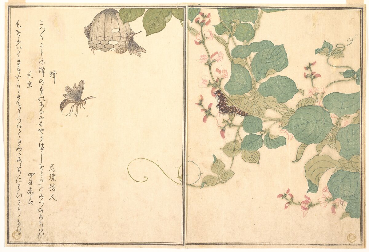 Paper Wasp (Hachi); Hairy Caterpillar (Kemushi), from the Picture Book of Crawling Creatures (Ehon mushi erami), Kitagawa Utamaro (Japanese, ca. 1754–1806), Page from woodblock printed book; ink and color on paper, Japan 