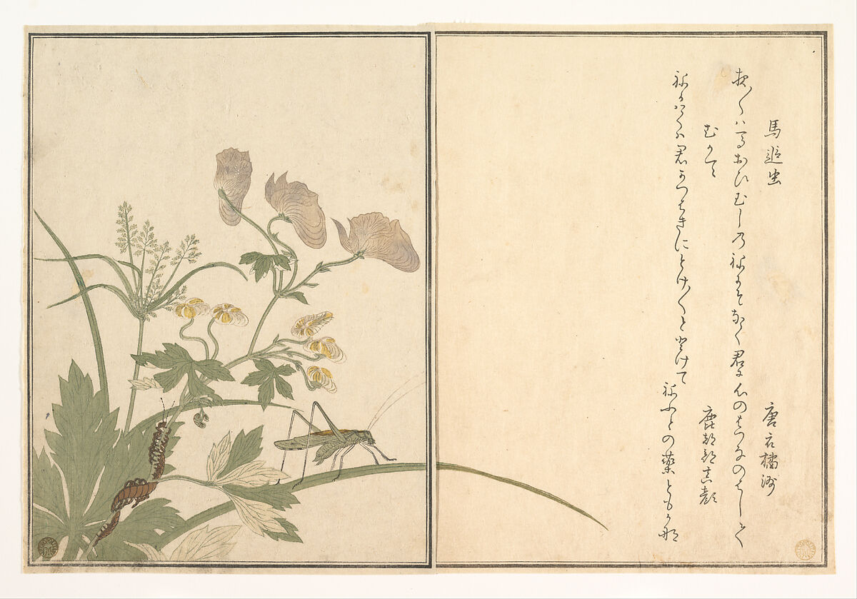 Katydid (Umaoi-mushi); Centipede, (Mukade), from the Picture Book of Crawling Creatures (Ehon mushi erami), Kitagawa Utamaro (Japanese, ca. 1754–1806), Page from woodblock printed book; ink and color on paper, Japan 