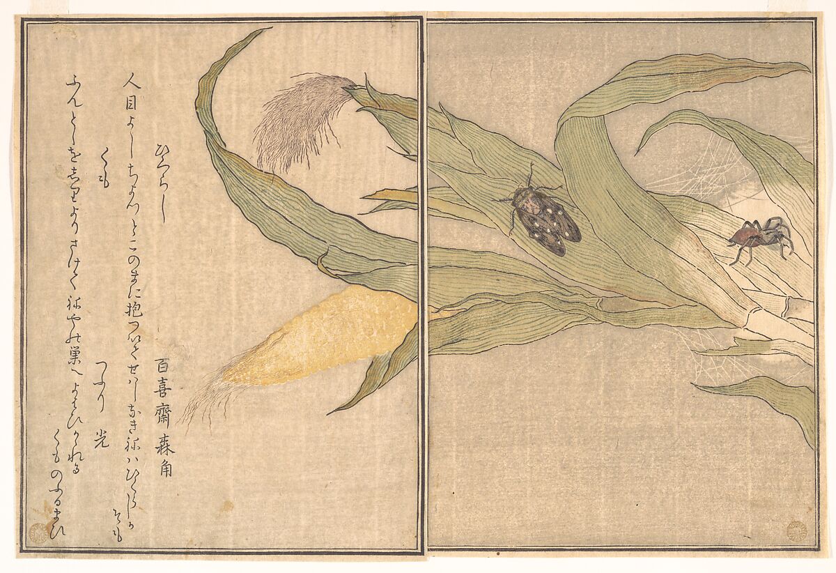 Evening Cicada, Higurashi; Spider, Kumo, from the Picture Book of Crawling Creatures (Ehon mushi erami), Kitagawa Utamaro (Japanese, ca. 1754–1806), Page from woodblock printed book; ink and color on paper, Japan 