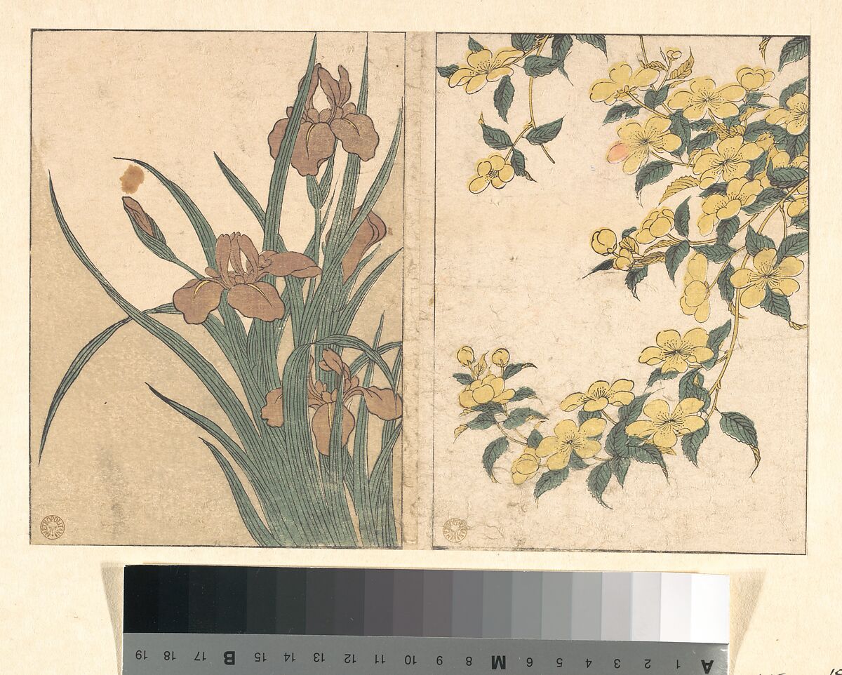 Cherry Blossoms and Irises, from the illustrated book Flowers of the Four Seasons, Kitagawa Utamaro (Japanese, ca. 1754–1806), Woodblock print; ink and color on paper, Japan 