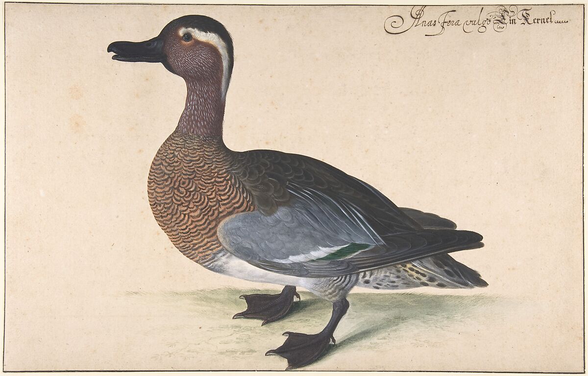 A Male Teal, Johann Jakob Walther (German, Saxony ca. 1604–ca. 1677 Strasburg), Watercolor and gouache heightened with gum Arabic 