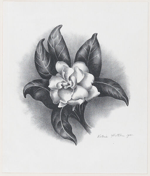 Gardenia, Victoria Hutson Huntley (American,  Hasbrouck Heights, New Jersey 1900–1971 Arlington, Virginia), Lithograph 