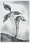 Jack-in-the-Pulpit