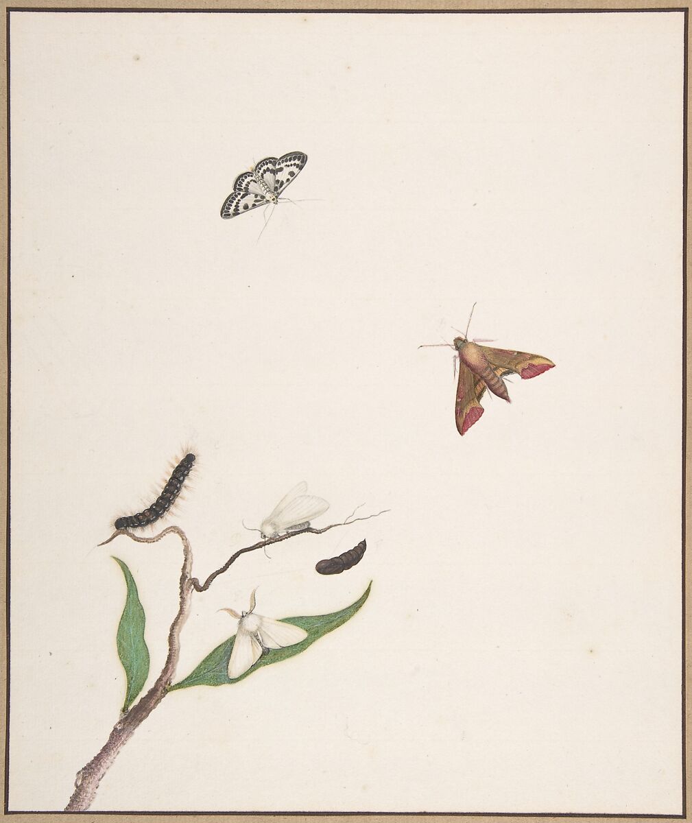 A Caterpillar and Two Moths on a Branch and Two Butterflies, Nicolaas Struyk (Amsterdam 1686–1769 Amsterdam), Pen and black ink and watercolor over touches of graphite 