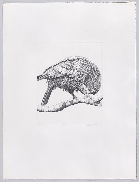Parrots and Cockatoos, Portfolio of 20 Etchings, Elizabeth Butterworth (British, born Rochdale, Lancashire, 1949), Etching, aquatint 