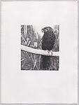Parrots and Cockatoos, Portfolio of 20 Etchings, Elizabeth Butterworth (British, born Rochdale, Lancashire, 1949), Etching, aquatint