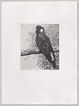 Parrots and Cockatoos, Portfolio of 20 Etchings, Elizabeth Butterworth (British, born Rochdale, Lancashire, 1949), Etching, aquatint