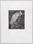 Parrots and Cockatoos, Portfolio of 20 Etchings, Elizabeth Butterworth (British, born Rochdale, Lancashire, 1949), Etching, aquatint