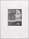 Parrots and Cockatoos, Portfolio of 20 Etchings, Elizabeth Butterworth (British, born Rochdale, Lancashire, 1949), Etching, aquatint