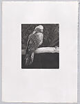 Parrots and Cockatoos, Portfolio of 20 Etchings, Elizabeth Butterworth (British, born Rochdale, Lancashire, 1949), Etching, aquatint