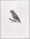 Parrots and Cockatoos, Portfolio of 20 Etchings, Elizabeth Butterworth (British, born Rochdale, Lancashire, 1949), Etching, aquatint