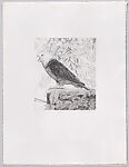 Parrots and Cockatoos, Portfolio of 20 Etchings, Elizabeth Butterworth (British, born Rochdale, Lancashire, 1949), Etching, aquatint
