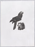 Parrots and Cockatoos, Portfolio of 20 Etchings, Elizabeth Butterworth (British, born Rochdale, Lancashire, 1949), Etching, aquatint