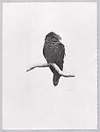 Parrots and Cockatoos, Portfolio of 20 Etchings, Elizabeth Butterworth (British, born Rochdale, Lancashire, 1949), Etching, aquatint