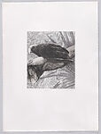 Parrots and Cockatoos, Portfolio of 20 Etchings, Elizabeth Butterworth (British, born Rochdale, Lancashire, 1949), Etching, aquatint