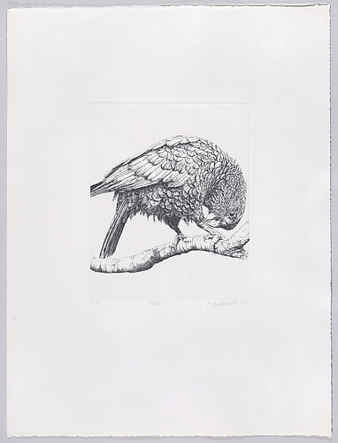 Parrots and Cockatoos, Portfolio of 20 Etchings
