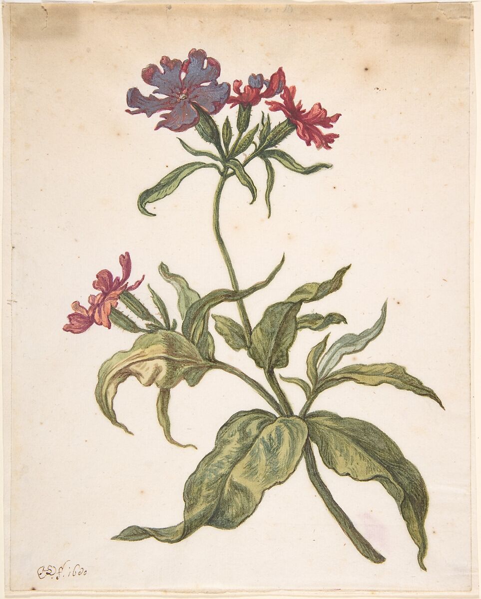 Study of a red catchfly (Lychnis hirsuta), Herman Saftleven II (Dutch, Rotterdam 1609–1685 Utrecht), Watercolor, gum arabic, and white gouache (oxidized to silver) over black chalk 