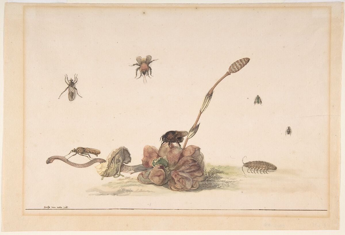 Various Insects by a Fungus, Rochus van Veen (Dutch, ca. 1640–1693 Beverwijk), Watercolor and gouache over traces of black chalk. A ruled line in brown ink along the lower edge.  
