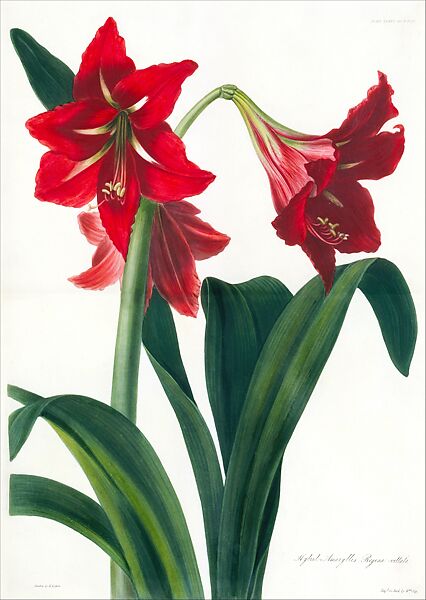 Hybrid Amaryllis Regina Vittata, from Transactions of the Horticultural Society of London, vol. 5, pl. 15, William Say (British, Lakenham, near Norwich 1768–1834 London), Etching, aquatint and stipple on steel; color-printing with hand-coloring 