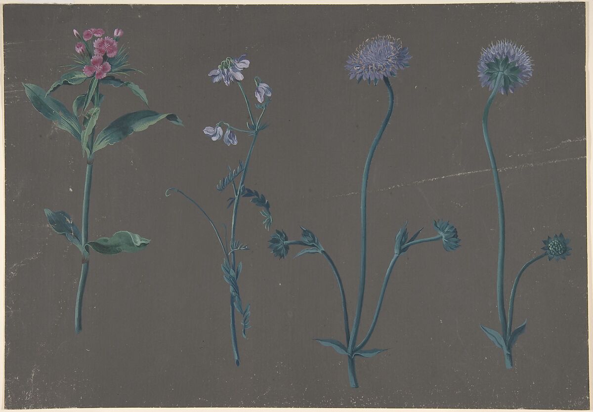 Study of Three Flowers, Johann Christian August Birnbaum (German, Dresden 1729–1807 Meißen), Gouache 