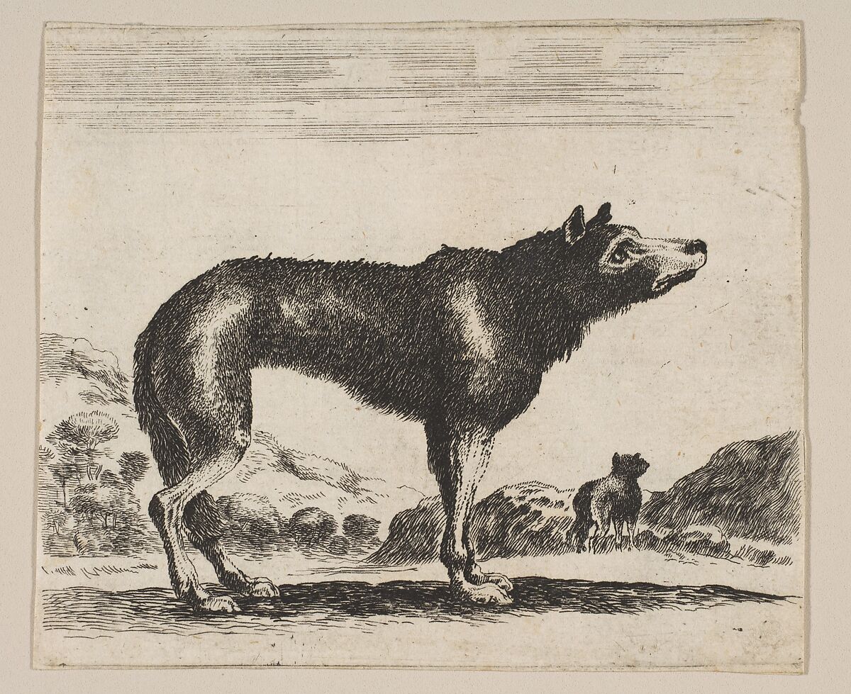 Anonymous, 17th century | Plate 20: Wolf, from 