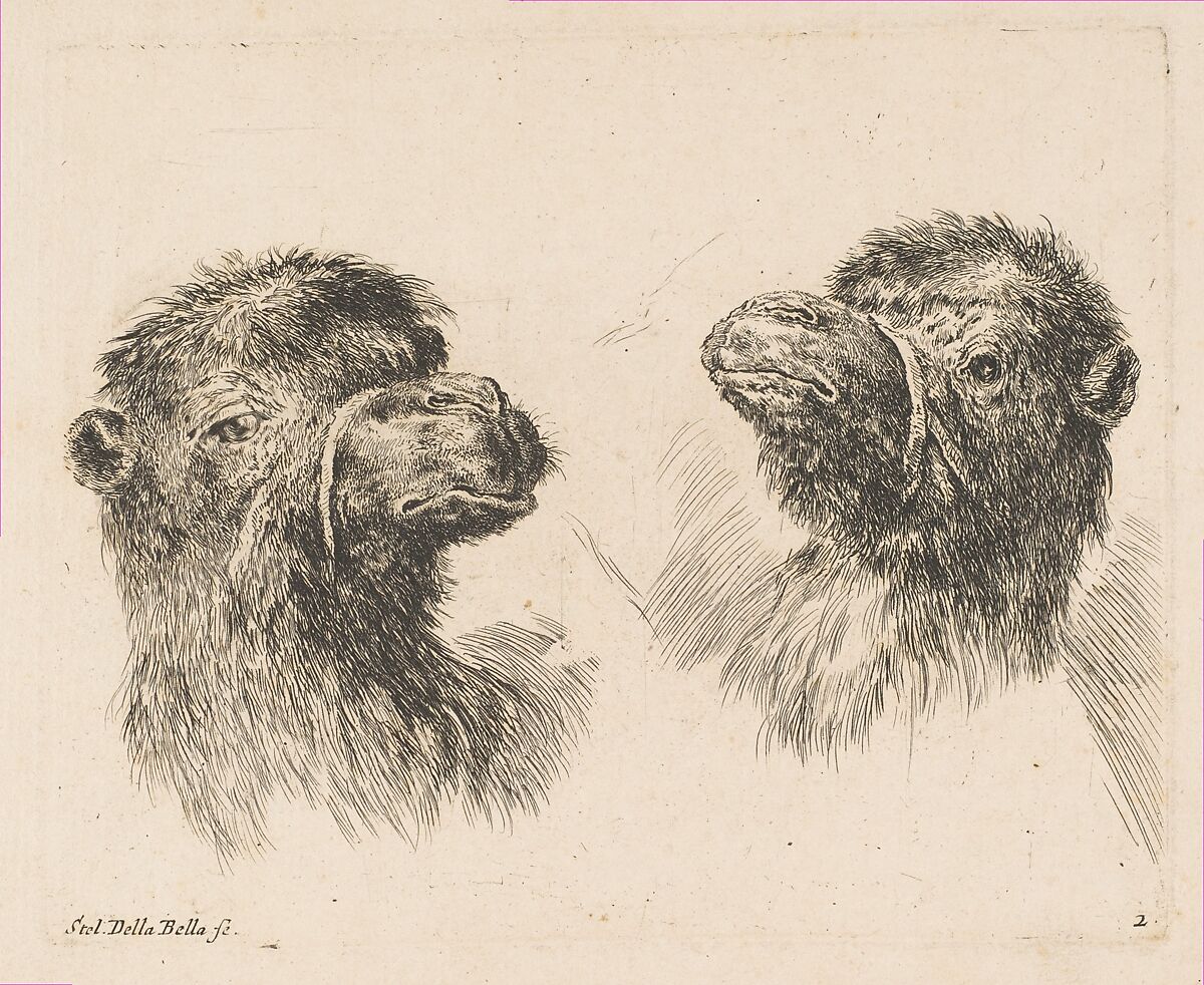 Two Camel Heads, Etched by Stefano della Bella (Italian, Florence 1610–1664 Florence), Etching 