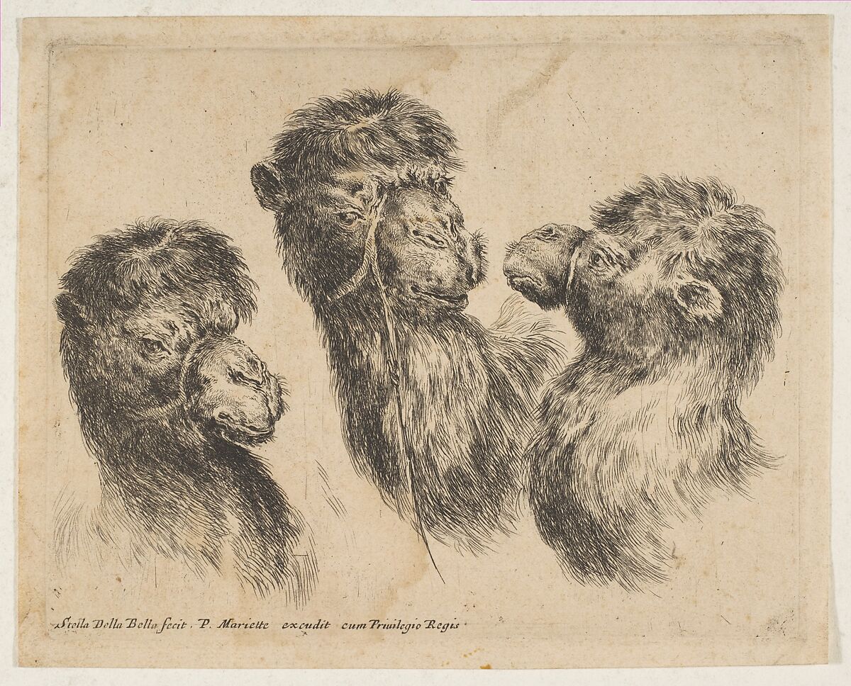 Three Camel Heads, Etched by Stefano della Bella (Italian, Florence 1610–1664 Florence), Etching, state ii or iii 