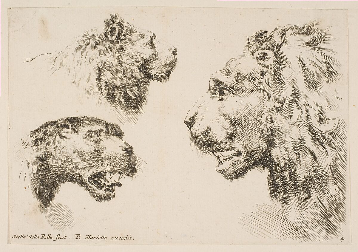 Heads of Three Lions, Stefano della Bella (Italian, Florence 1610–1664 Florence), Etching; second state of two 