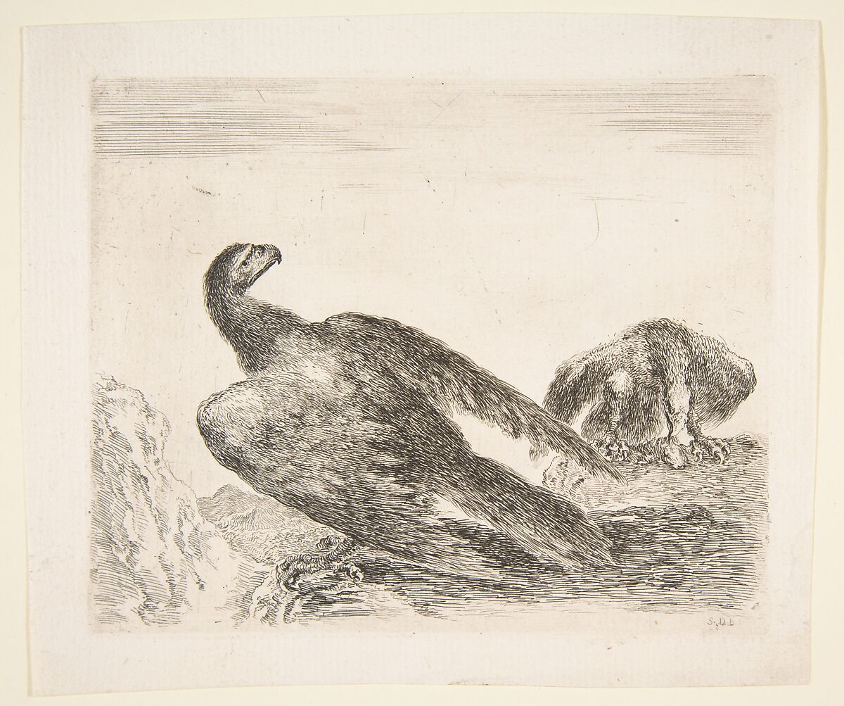 Two eagles, one with prey, from 'Eagles'  (Les aigles), Stefano della Bella (Italian, Florence 1610–1664 Florence), Etching 