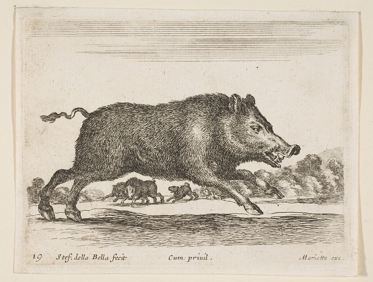 Wild boar, plate 19 from "Various Animals" (Diversi Animali), Stefano della Bella (Italian, Florence 1610–1664 Florence), Etching; second state of three 