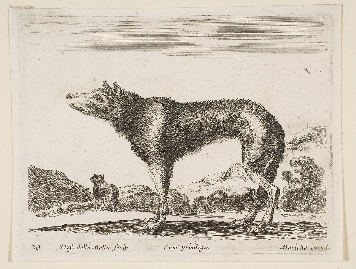 Wolf, plate 20 from "Various Animals" (Diversi Animali), Stefano della Bella (Italian, Florence 1610–1664 Florence), Etching; second state of three (De Vesme) 