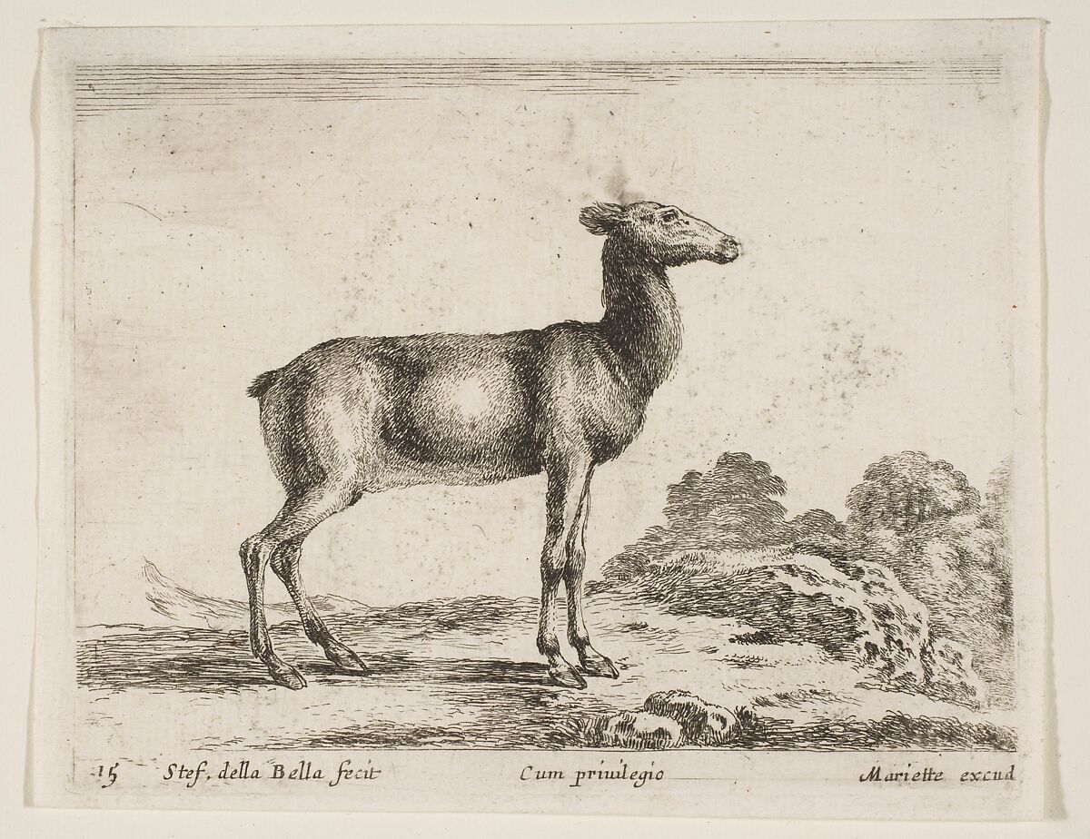 Doe, plate 15 from "Various Animals" (Diversi Animali), Stefano della Bella (Italian, Florence 1610–1664 Florence), Etching; second state of three (De Vesme) 