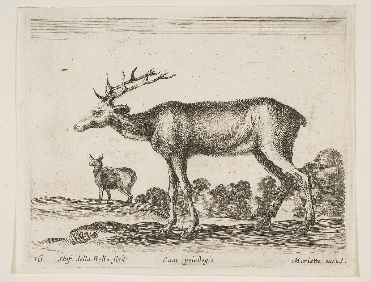 Stag, plate 16 from "Various Animals" (Diversi Animali), Stefano della Bella (Italian, Florence 1610–1664 Florence), Etching; second state of three (De Vesme) 