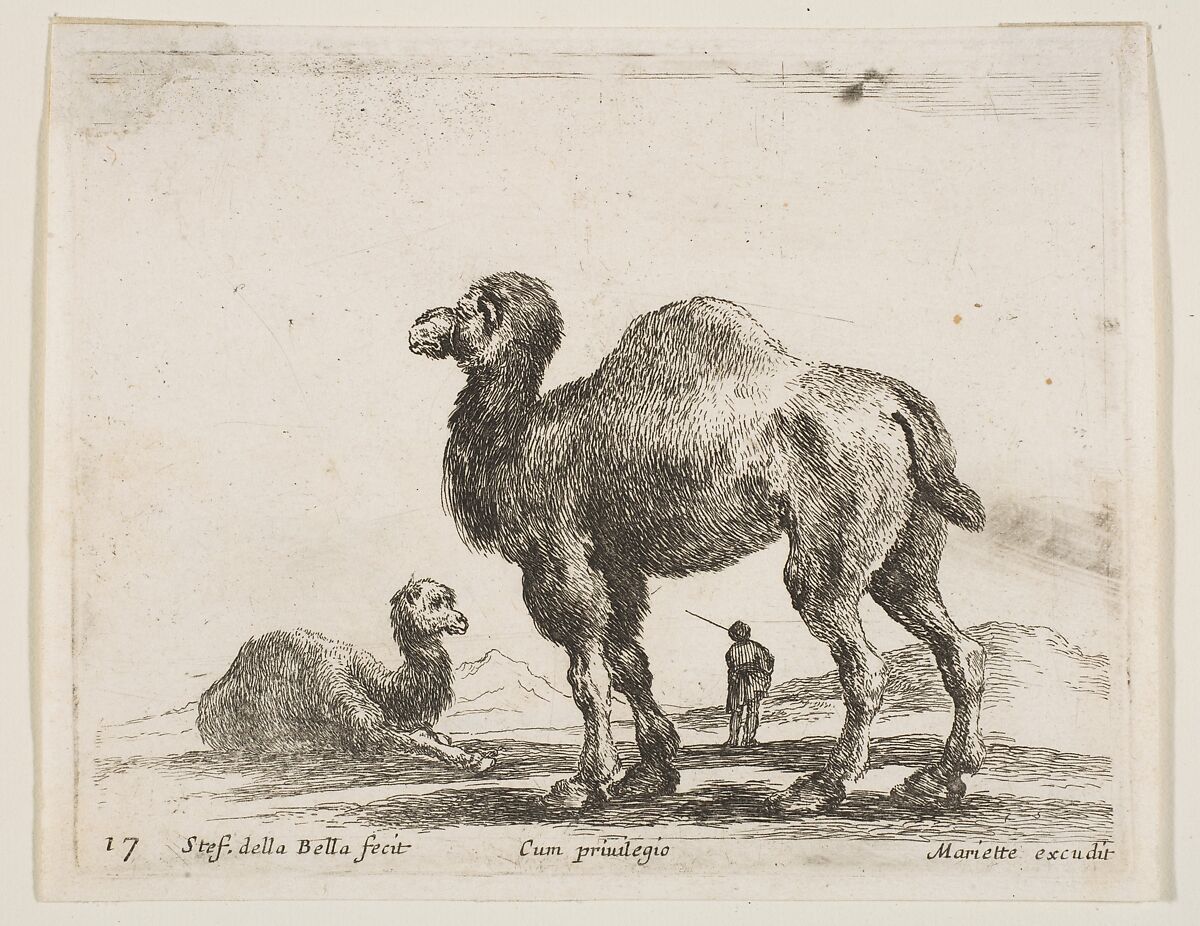 Camels, plate 17 from "Various Animals" (Diversi Animali), Stefano della Bella (Italian, Florence 1610–1664 Florence), Etching; second state of three (De Vesme) 