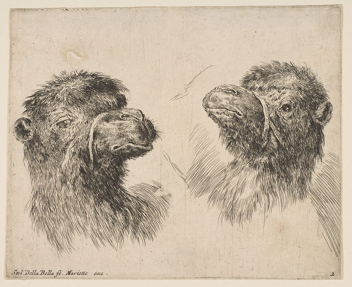 Two Camel Heads, Stefano della Bella (Italian, Florence 1610–1664 Florence), Etching, state ii or iii 