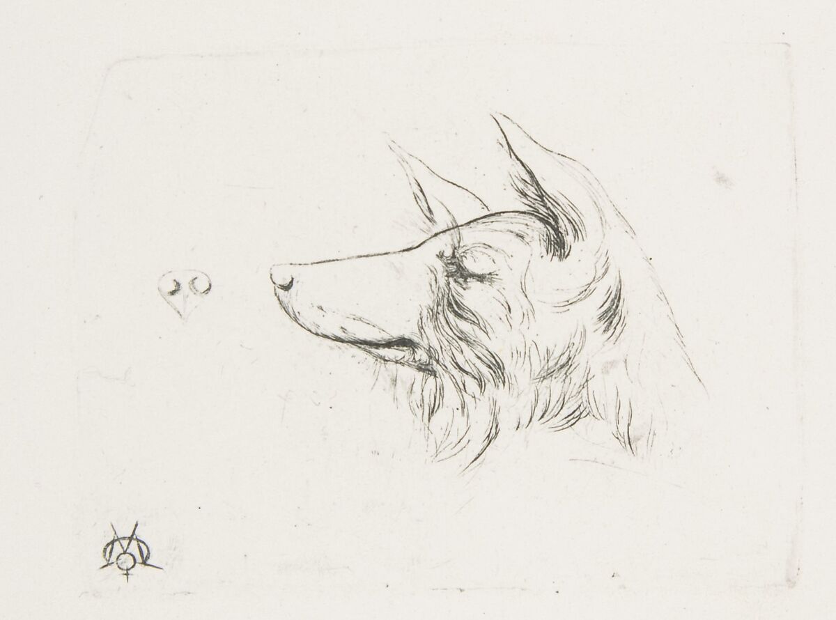 Head of a Dog from New Holland, Charles Meryon (French, 1821–1868), Etching and engraving from an aluminum plate 