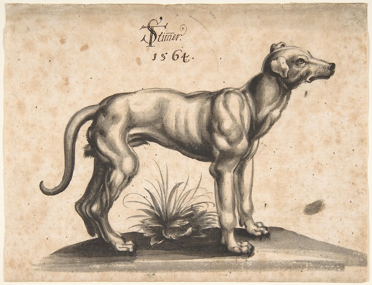 A Dog Looking to the Right, Tobias Stimmer (Swiss, Schaffhausen 1539–1584 Strasbourg), Pen and gray ink, brush and black and gray wash 