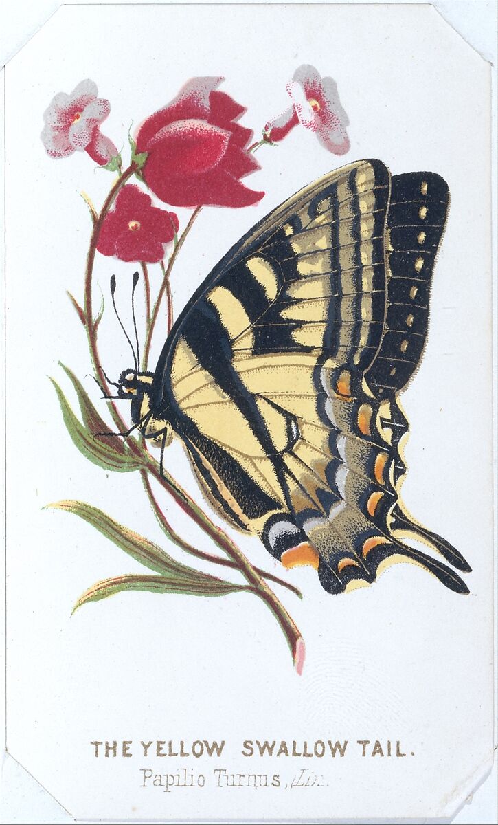 The Yellow Swallowtail from The Butterflies and Moths of America Part 2, Louis Prang &amp; Co. (Boston, Massachusetts), Color lithograph 