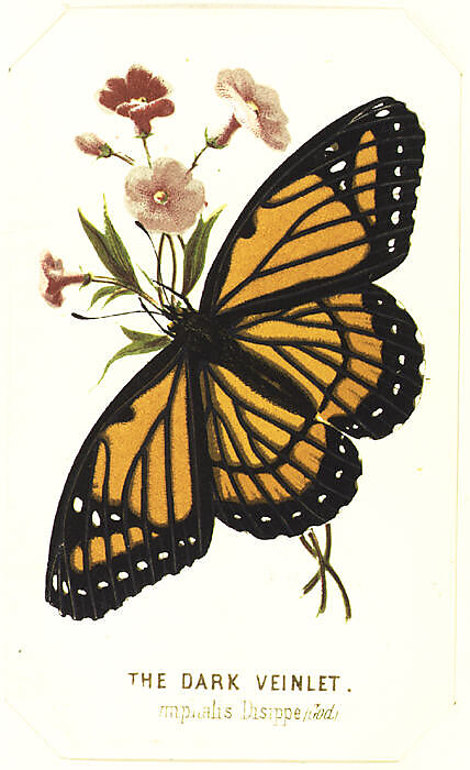 The Dark Veinlet, from "The Butterflies and Moths of America", Part 3, Louis Prang &amp; Co. (Boston, Massachusetts), Color lithograph