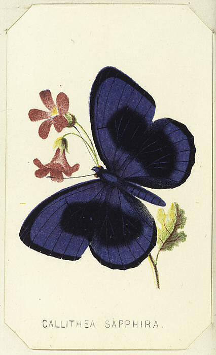 Callithea Sapphira, from "The Butterflies and Moths of America", Part 1, Louis Prang &amp; Co. (Boston, Massachusetts), Color lithograph